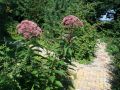 Sadziec plamisty ATROPURPUREUM