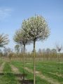 Wiśnia kulista UMBRACULIFERA