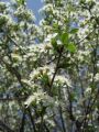 Wiśnia kulista UMBRACULIFERA