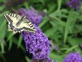 Budleja Dawida PURPLE EMPEROR