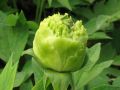Piwonia Drzewiasta Japońska Limonkowa