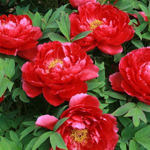 Pivoňka japonská červená stromová