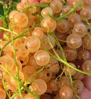 Biely ríbezľ  Blanca-na kmienku v kvetináči