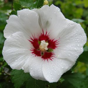 Hibiscus RED HEART - ketmia sýrska v kvetináči