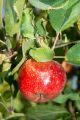 Jabłoń RED BOSKOOP