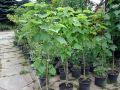 Catalpa OVATA