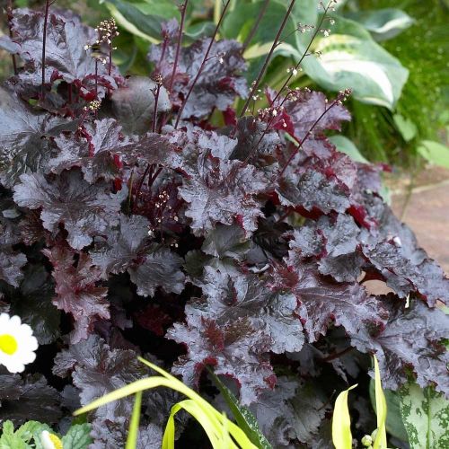 Heuchera Black Beauty