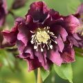 Ciemiernik DOUBLE ELLEN RED