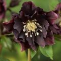 Ciemiernik DOUBLE ELLEN PURPLE