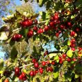 Dereń jadalny CORNUS MAS