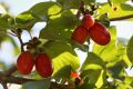 Dereń jadalny CORNUS MAS
