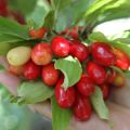 Dereń jadalny CORNUS MAS