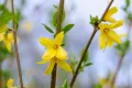 forsycja pośrednia