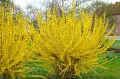 forsycja pośrednia