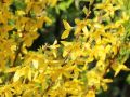 forsycja pośrednia
