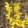 forsycja pośrednia