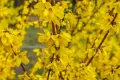 forsycja pośrednia