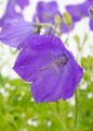 Dzwonek karpacki 'Carillon Blue'