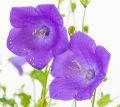 Dzwonek karpacki 'Carillon Blue'