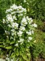 Dzwonek skupiony 'Alba'