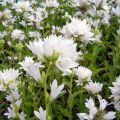Dzwonek skupiony 'Alba'