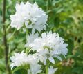Dzwonek skupiony 'Alba'