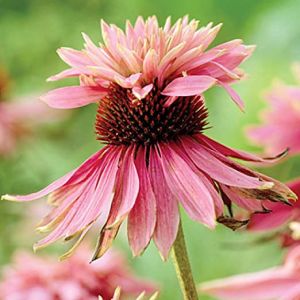 Echinacea DOUBLE DECKER
