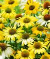 Jeżówka 'Mellow Yellows'
