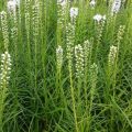 Liatra kłosowa 'Floristan White'