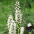 Liatra kłosowa 'Floristan White'