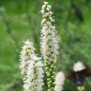 Liatra bodkovaná 'Floristan White'