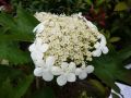 Kalina koralowa 'Compactum'