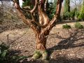 Klon Cynamonowy