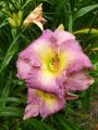 Liliowiec MAROCCO RED