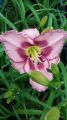 Liliowiec MAROCCO RED