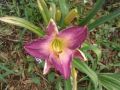 Liliowiec MAROCCO RED