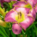 Liliowiec MAROCCO RED