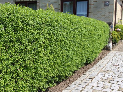 Ligustrum obyčajné (10 rastlín)