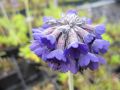 Pierwiosnek NOVERNA DEEP BLUE