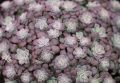 Rozchodnik łopatkowaty PURPUREUM