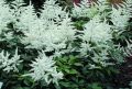 Tawułka Arendsa 'Washington'