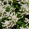 Tawułka Arendsa 'Washington'