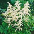 Tawułka Arendsa 'Washington'