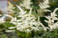 Tawułka Arendsa 'Washington'
