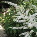 Tawułka Arendsa 'Washington'