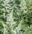Tawułka Arendsa 'Washington'