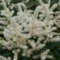 Tawułka Arendsa 'Washington'