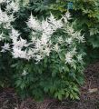 Tawułka Arendsa 'Washington'