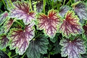 Heuchera DALE'S STRAIN 
