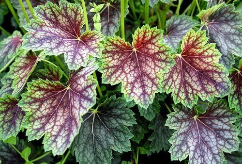 Heuchera DALE'S STRAIN 